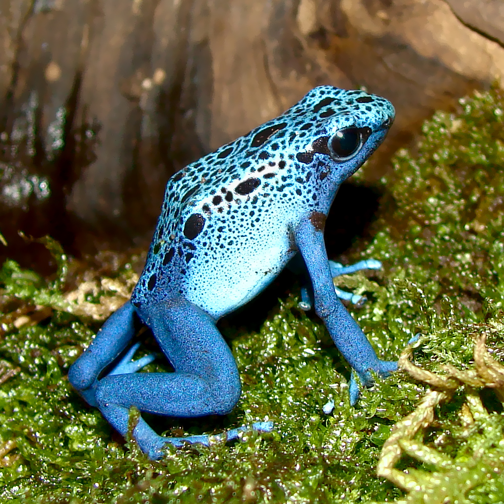 Rana flecha azul