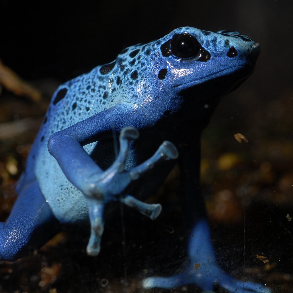 Rana flecha azul