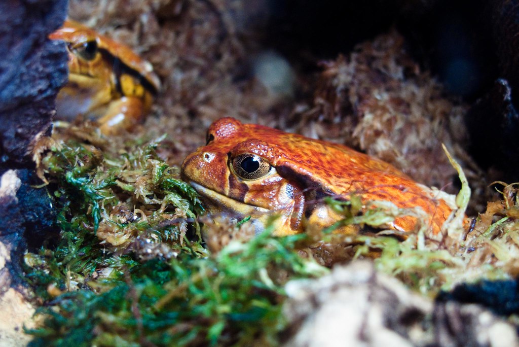 Rana tomate de Madagascar