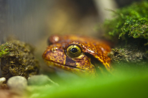 Rana tomate de Madagascar