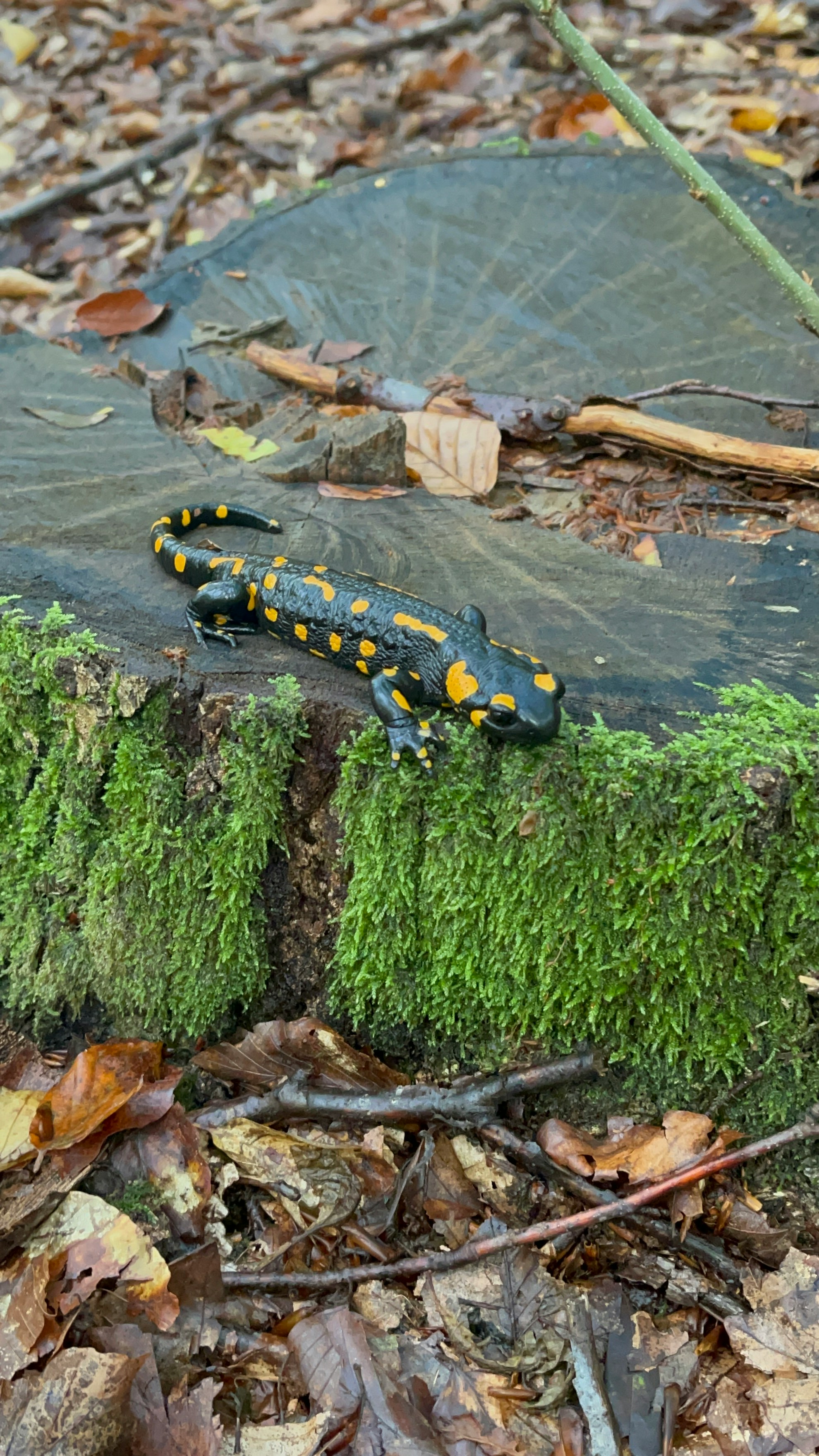 Salamandra común
