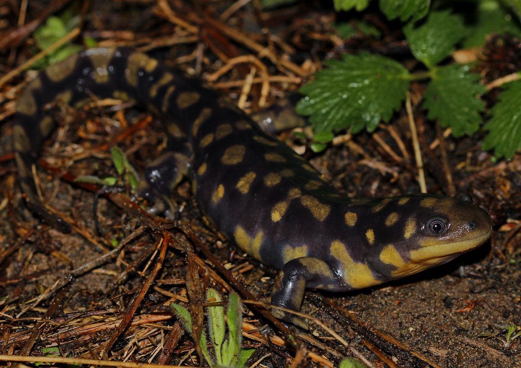 Salamandra tigre