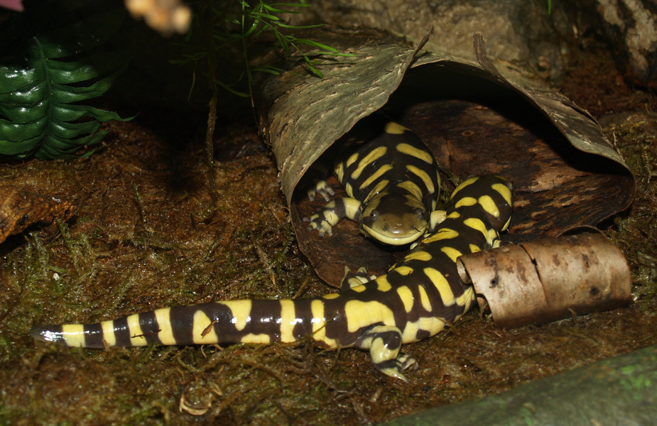 Salamandra tigre