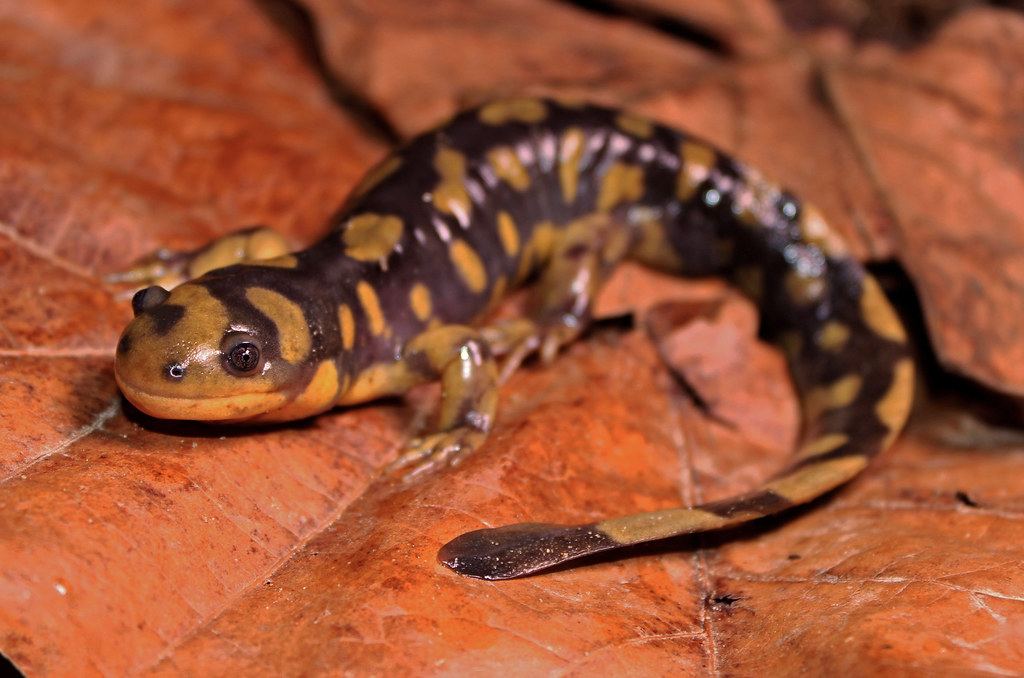 Salamandra tigre