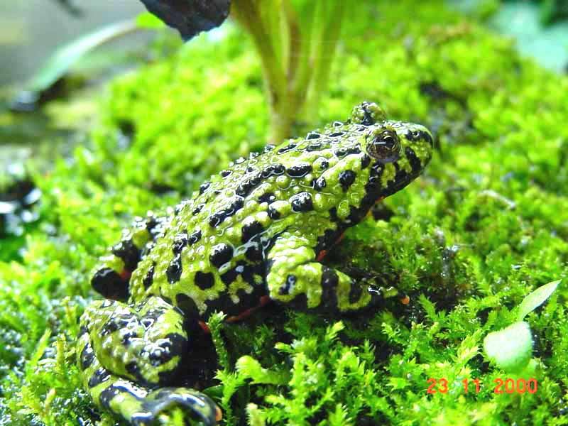 Sapo vientre de fuego oriental