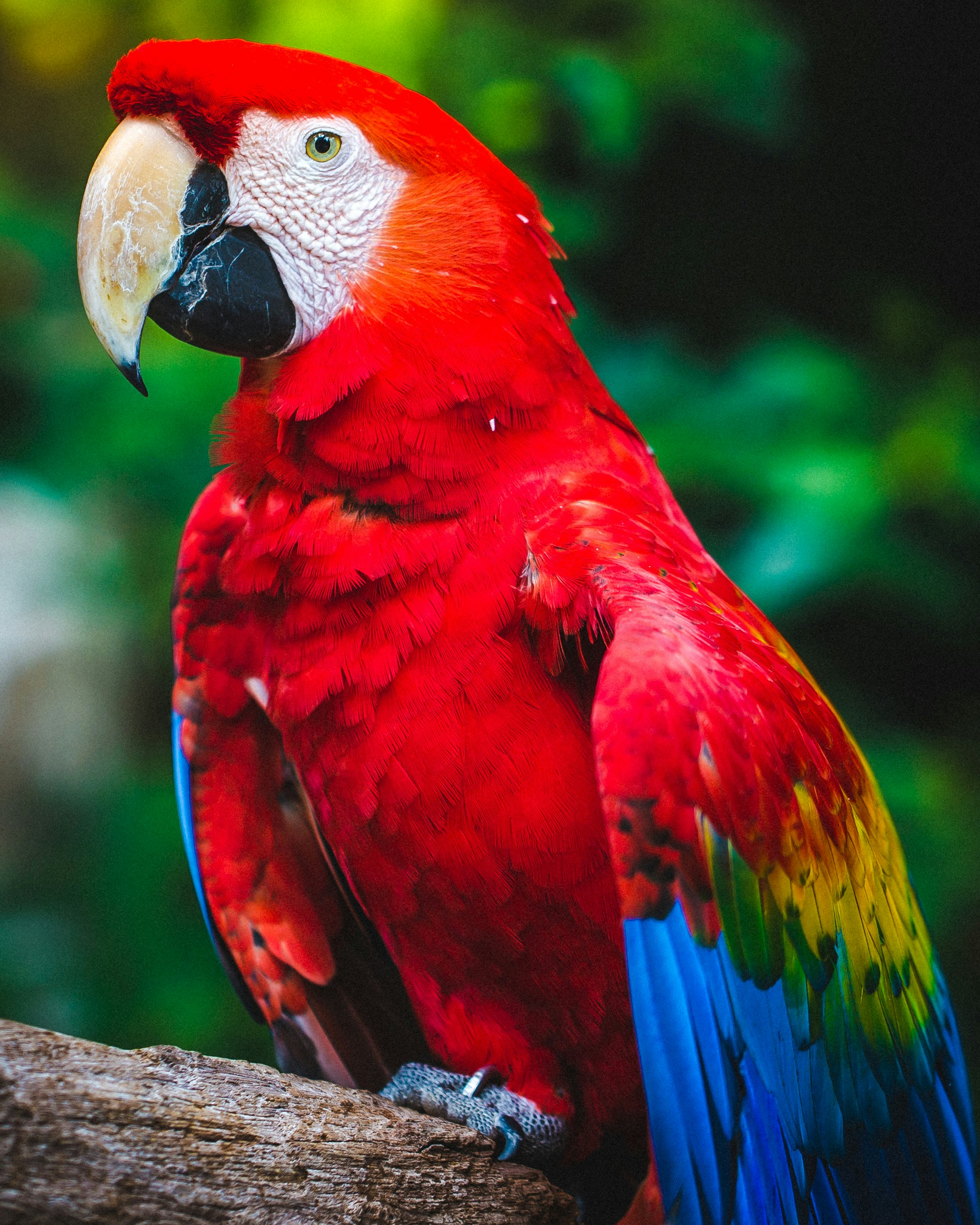 Guacamayo