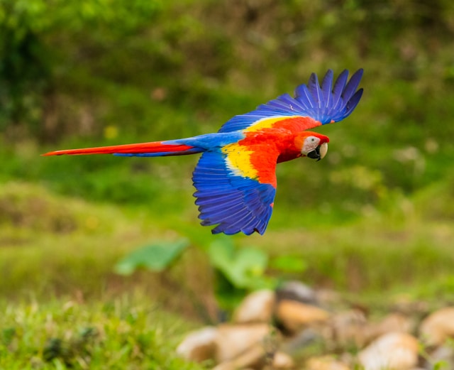 Guacamayo