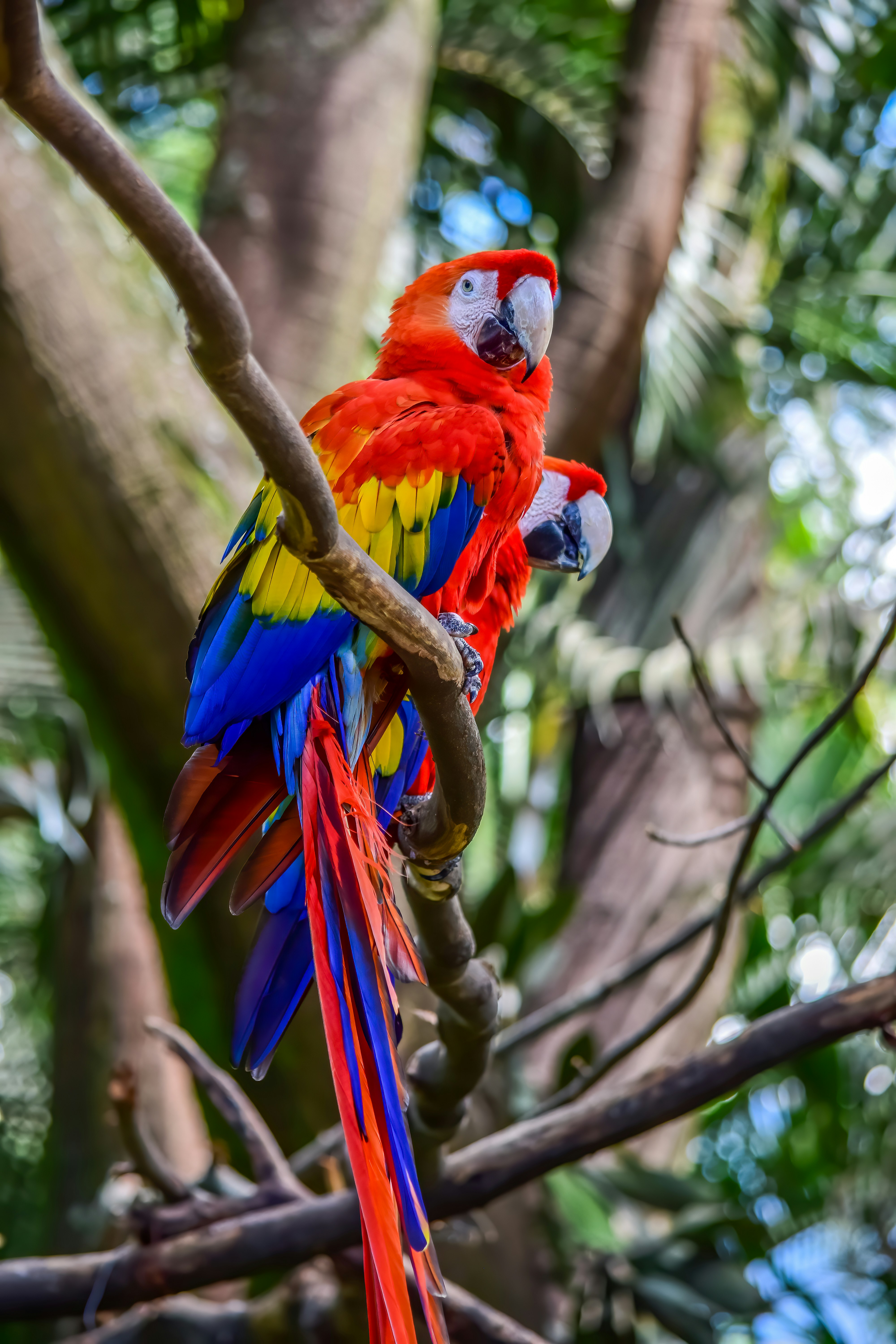 Guacamayo