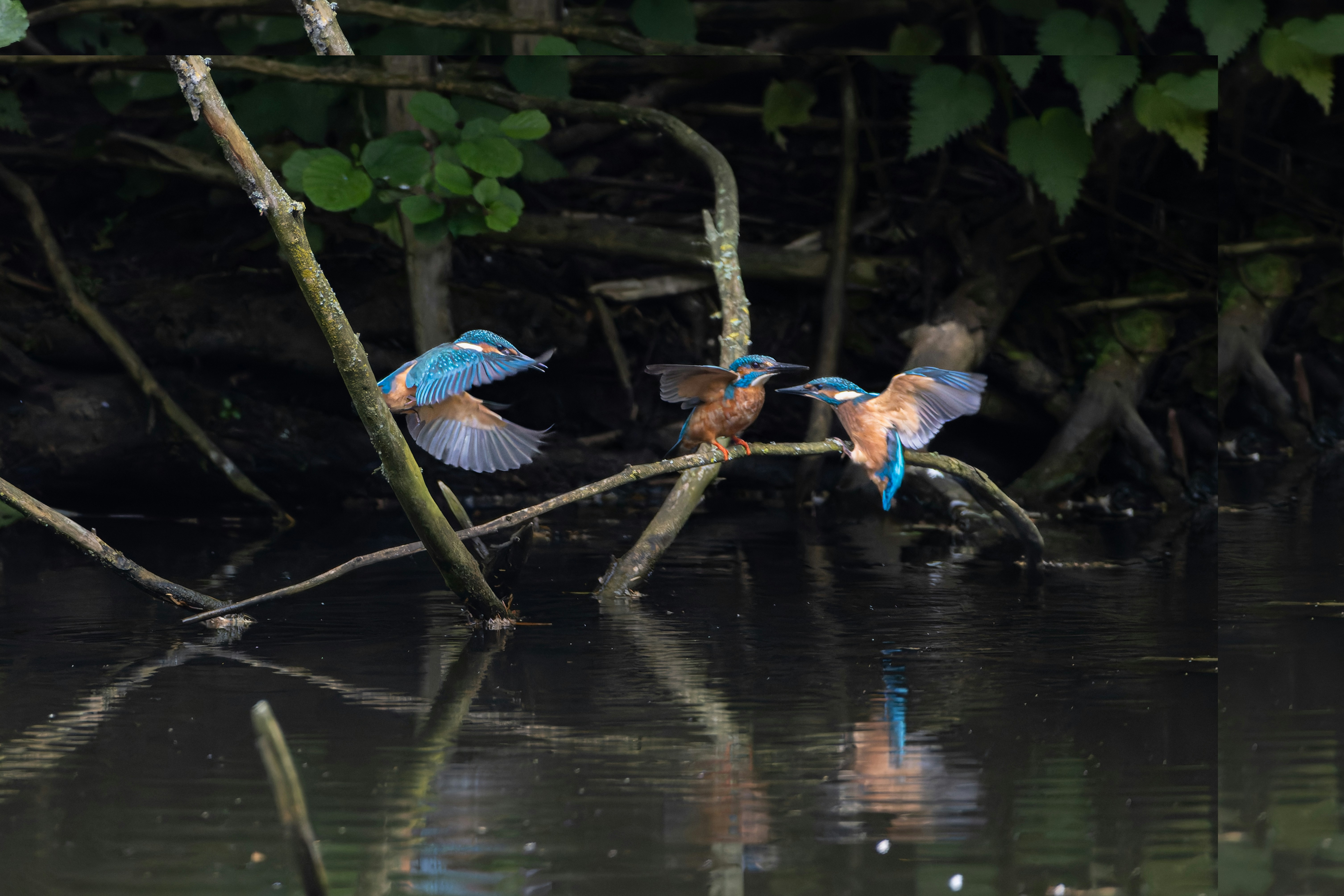 Martín pescador común