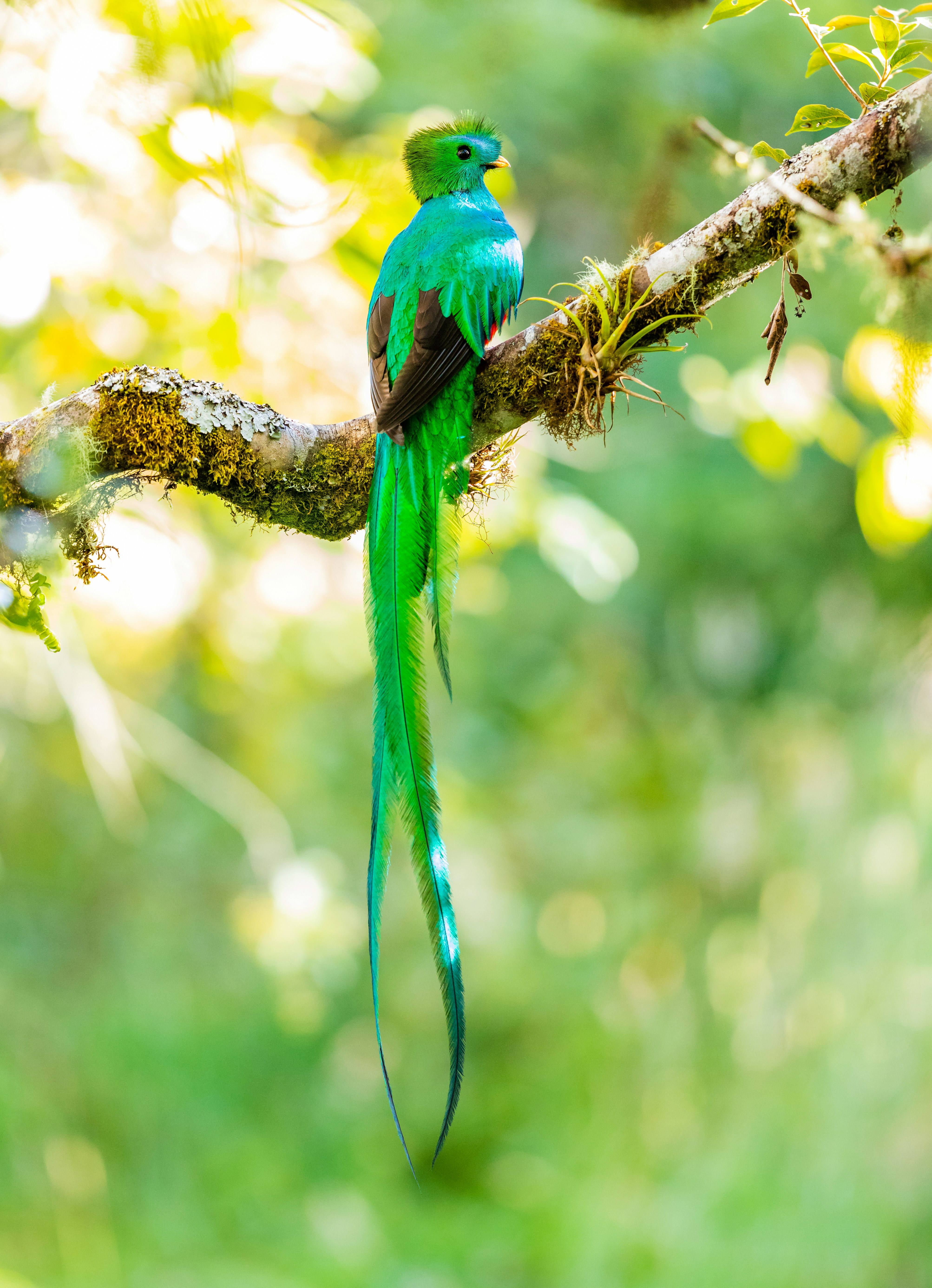 Quetzal resplandeciente