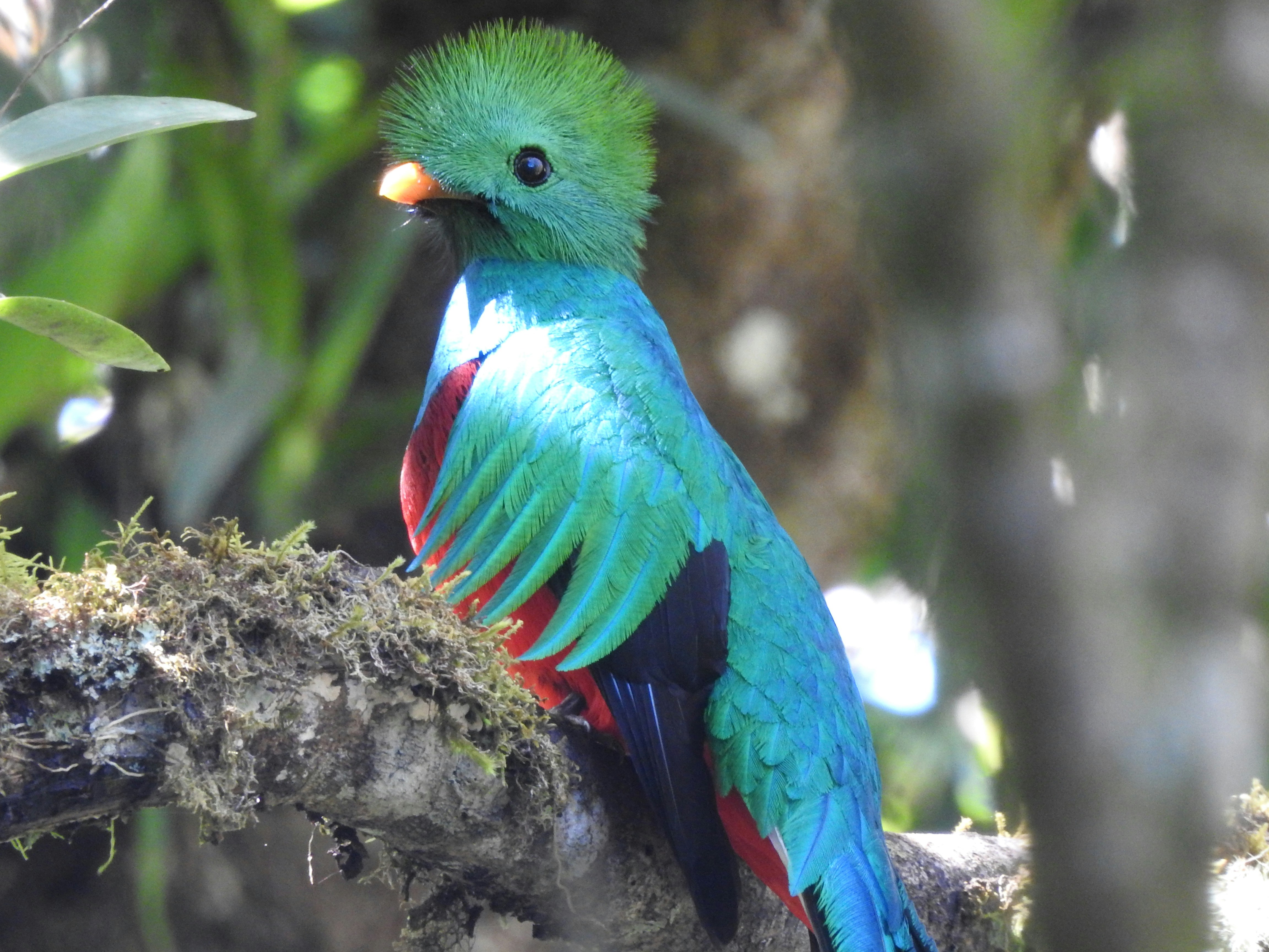 Quetzal resplandeciente