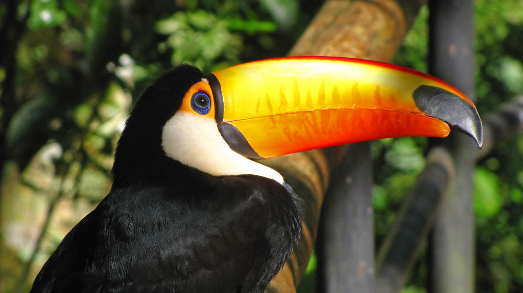 Tucán toco