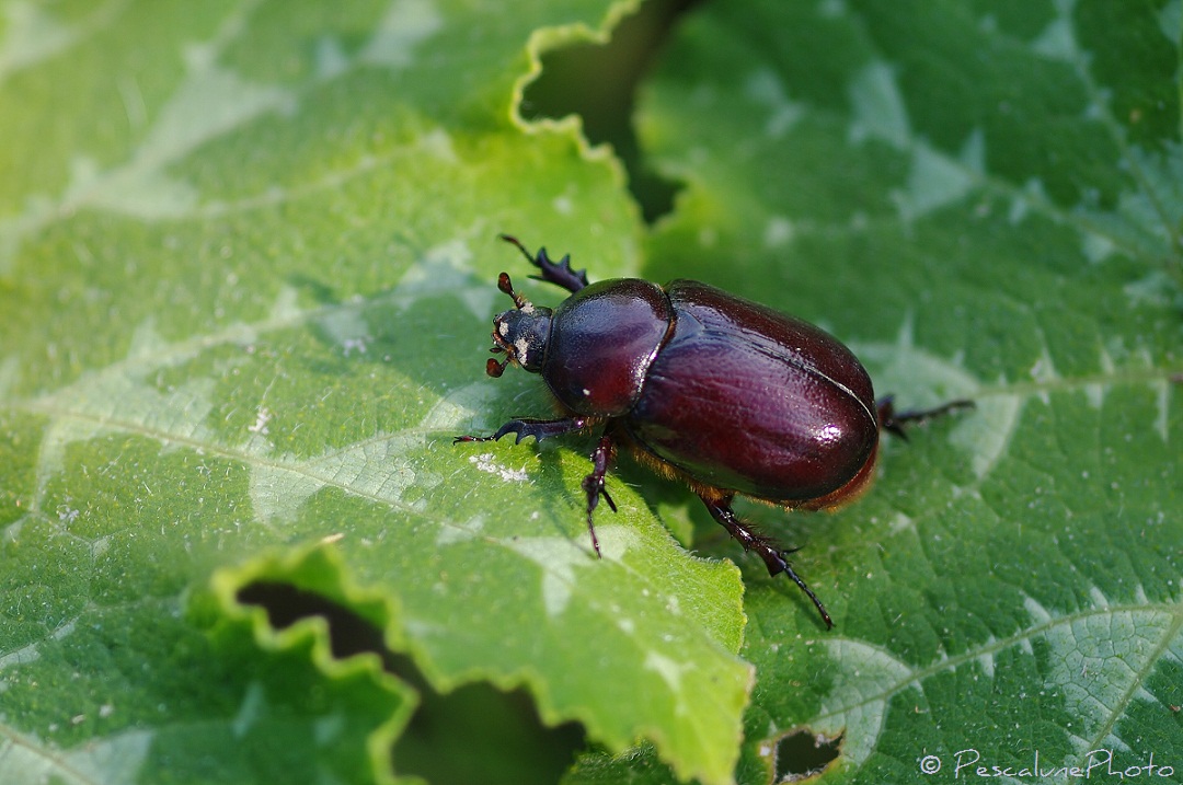 Escarabajo rinoceronte