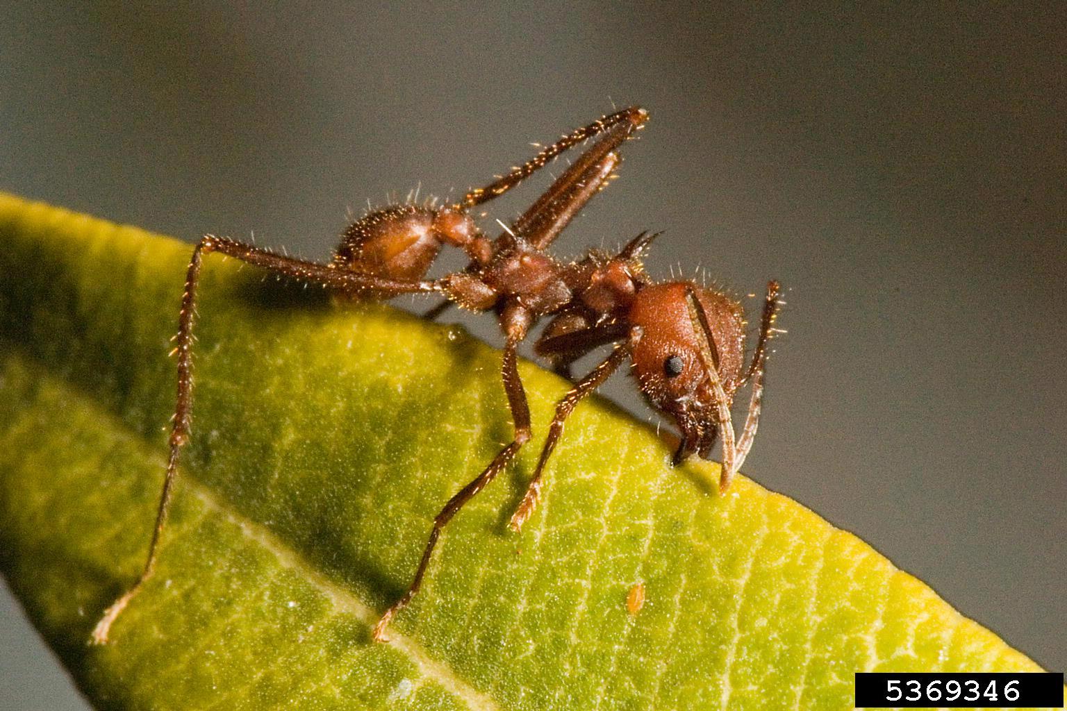 Hormiga cortadora de hojas