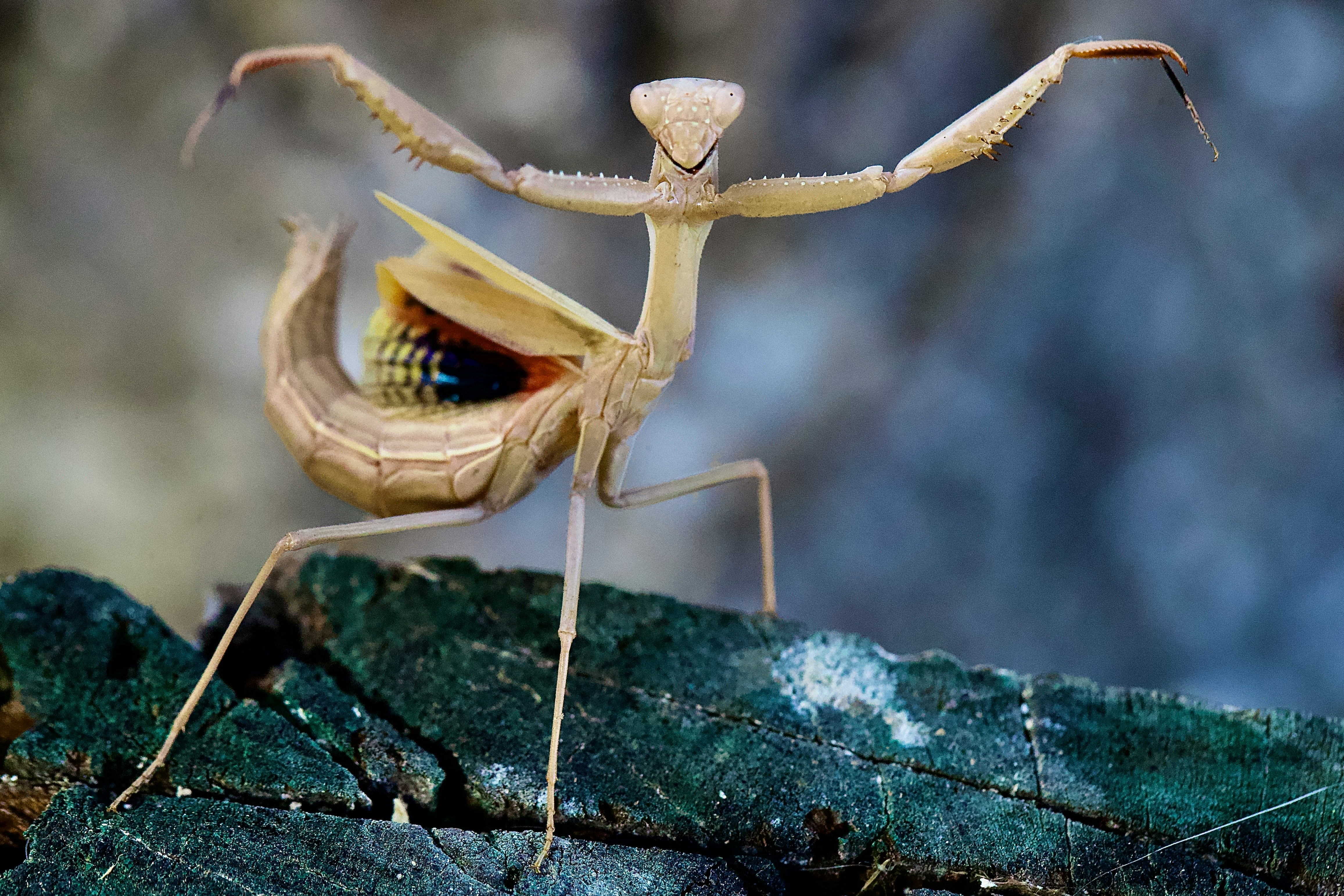 Mantis religiosa