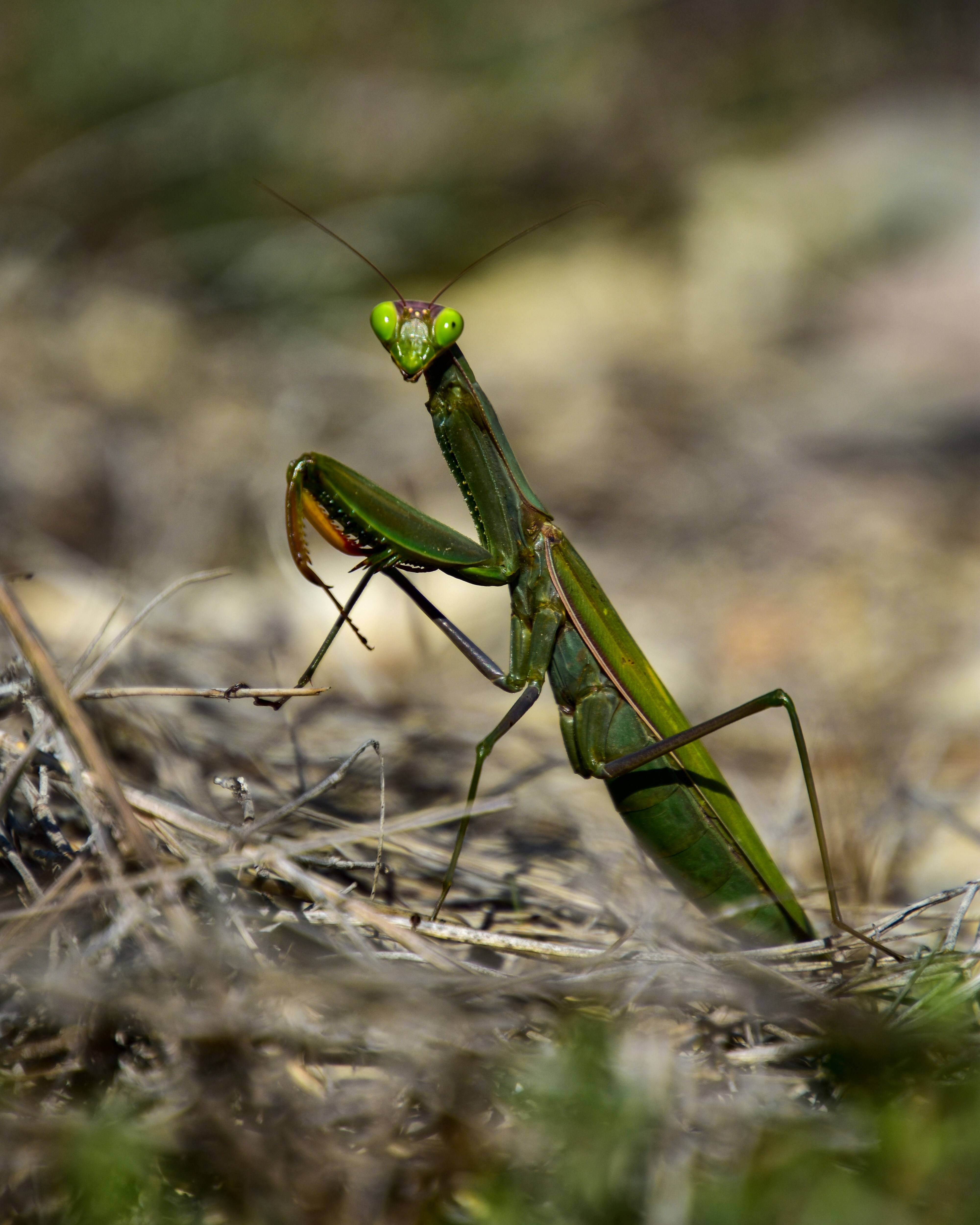 Mantis religiosa