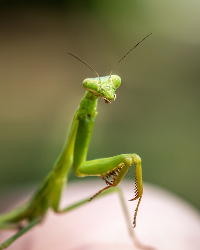 Mantis religiosa