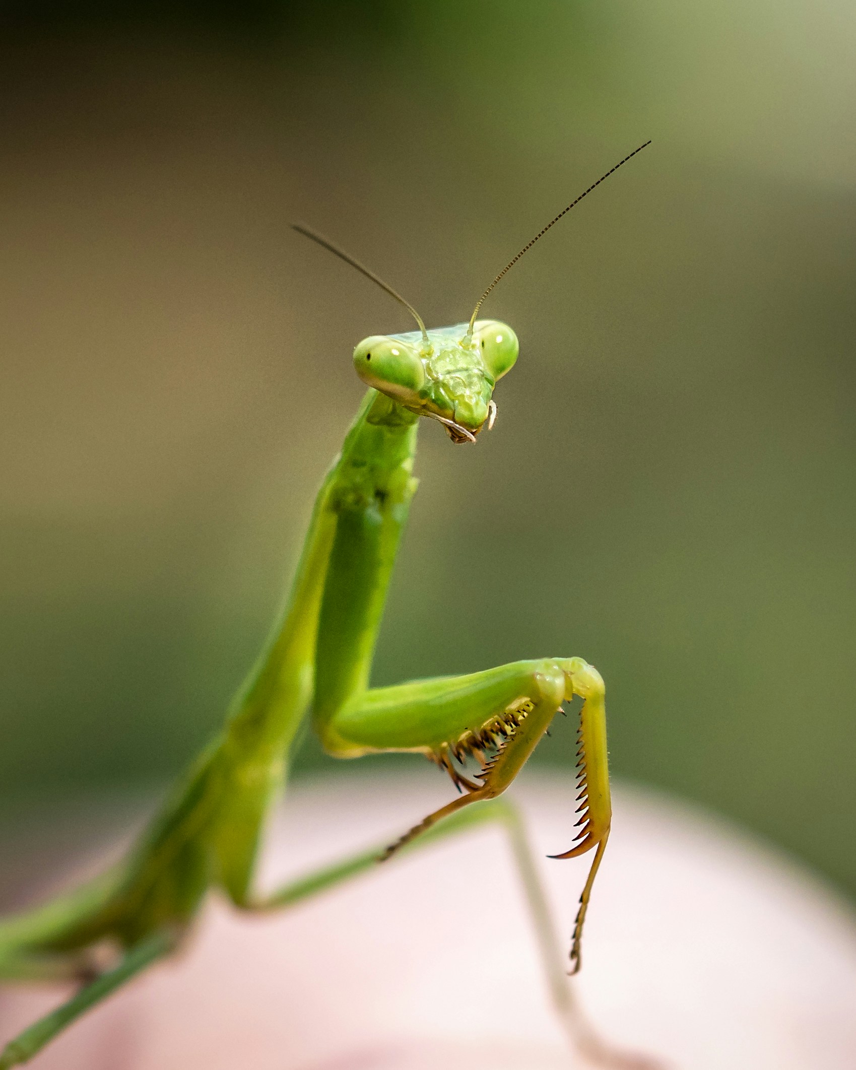 Mantis religiosa