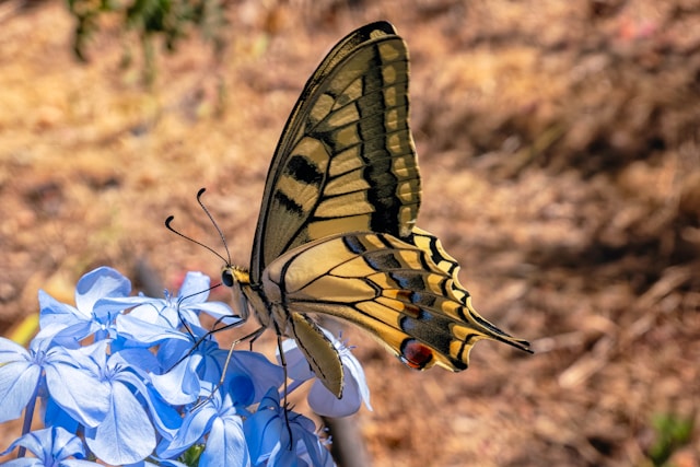 Mariposa cola de golondrina