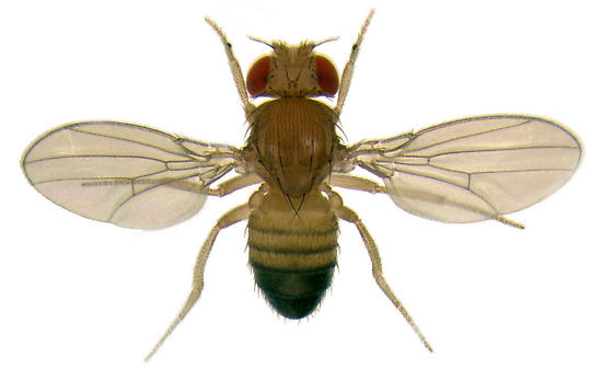 Mosca de la fruta
