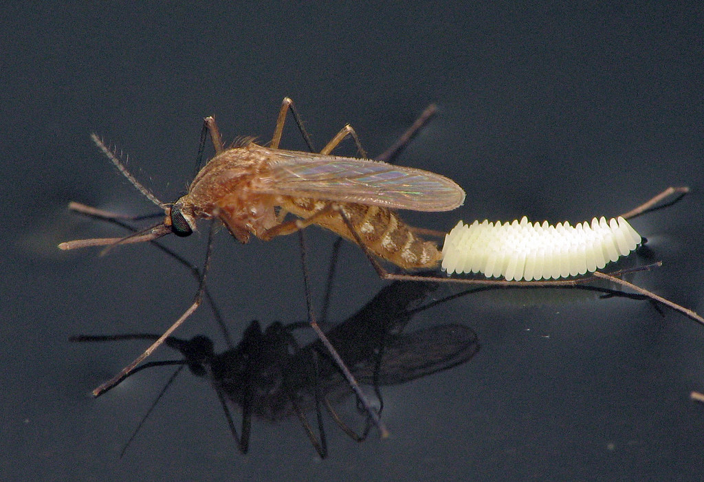 Mosquito común