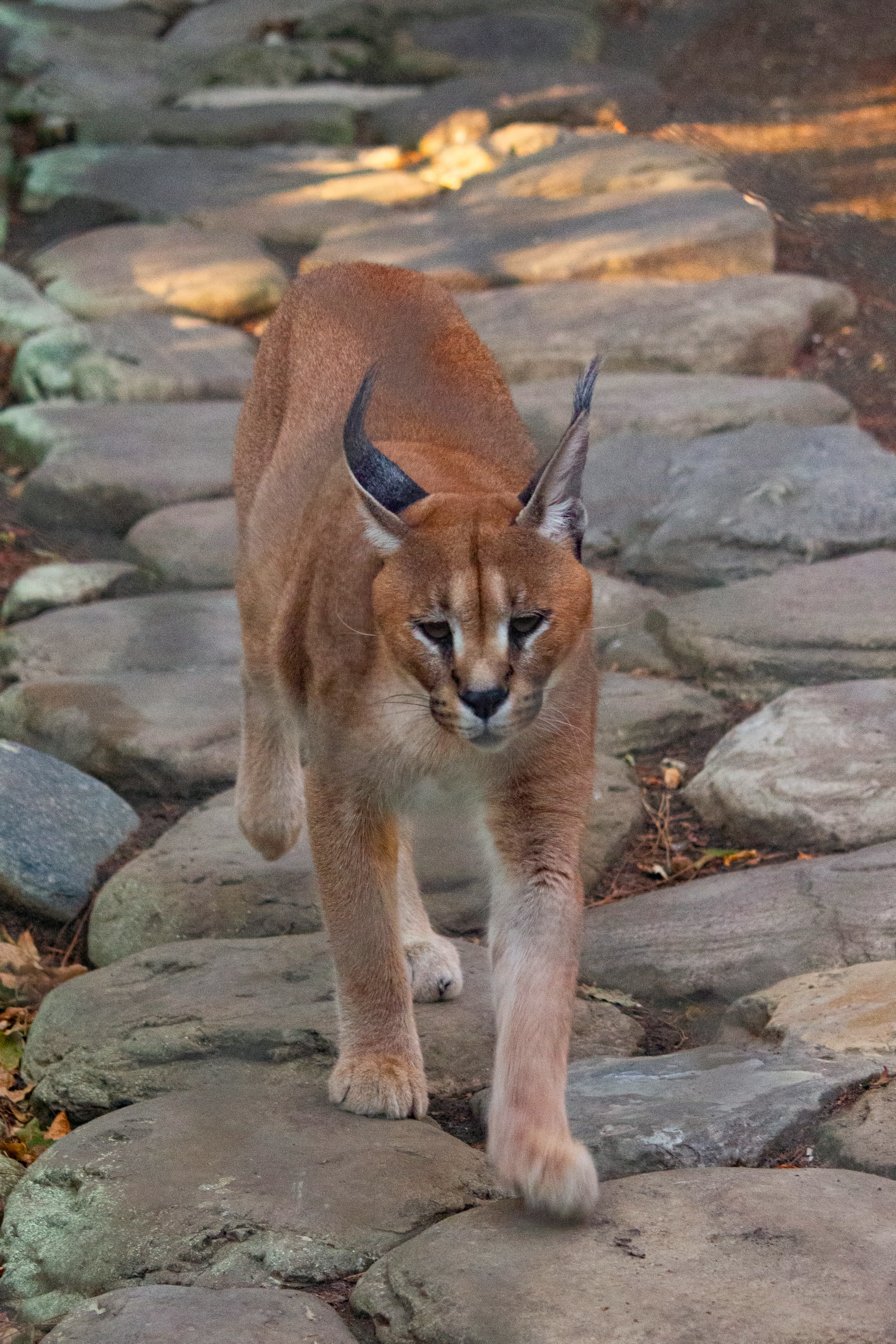 Caracal