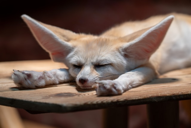 Zorro fennec