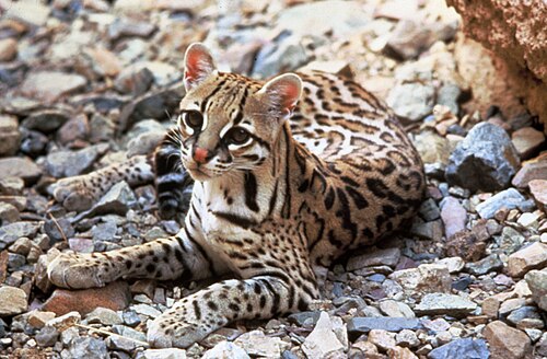 Margay (gato tigre)