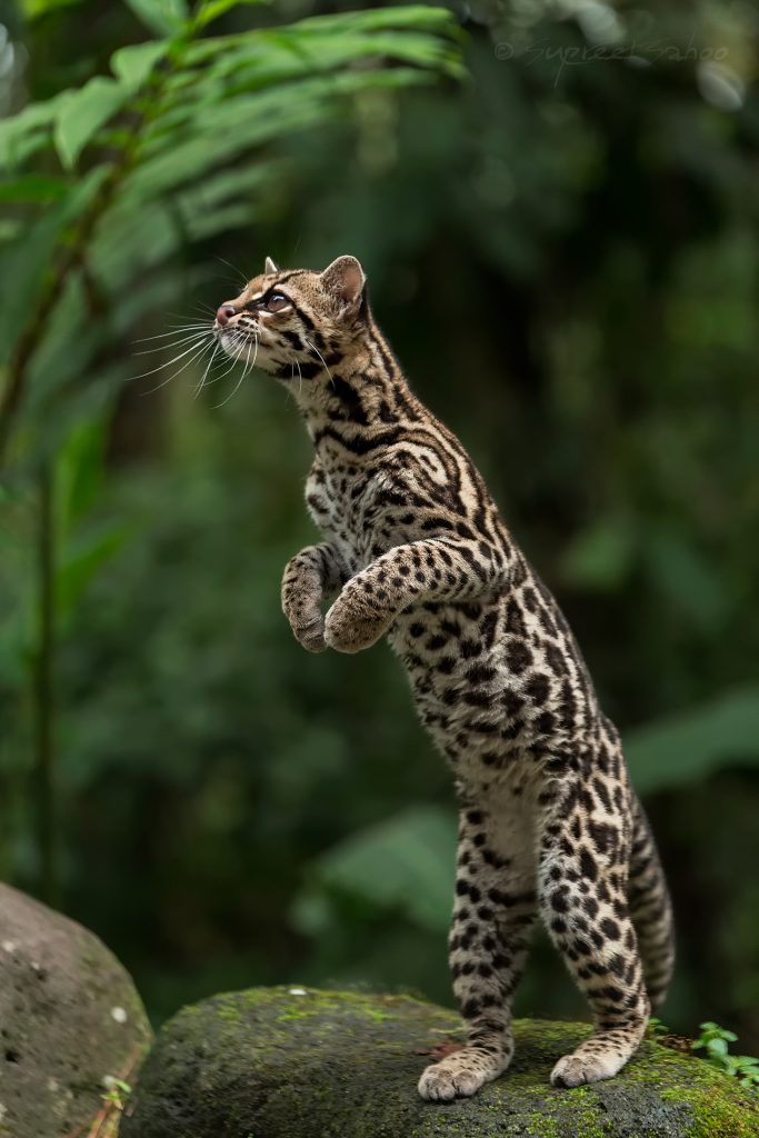 Margay (gato tigre)