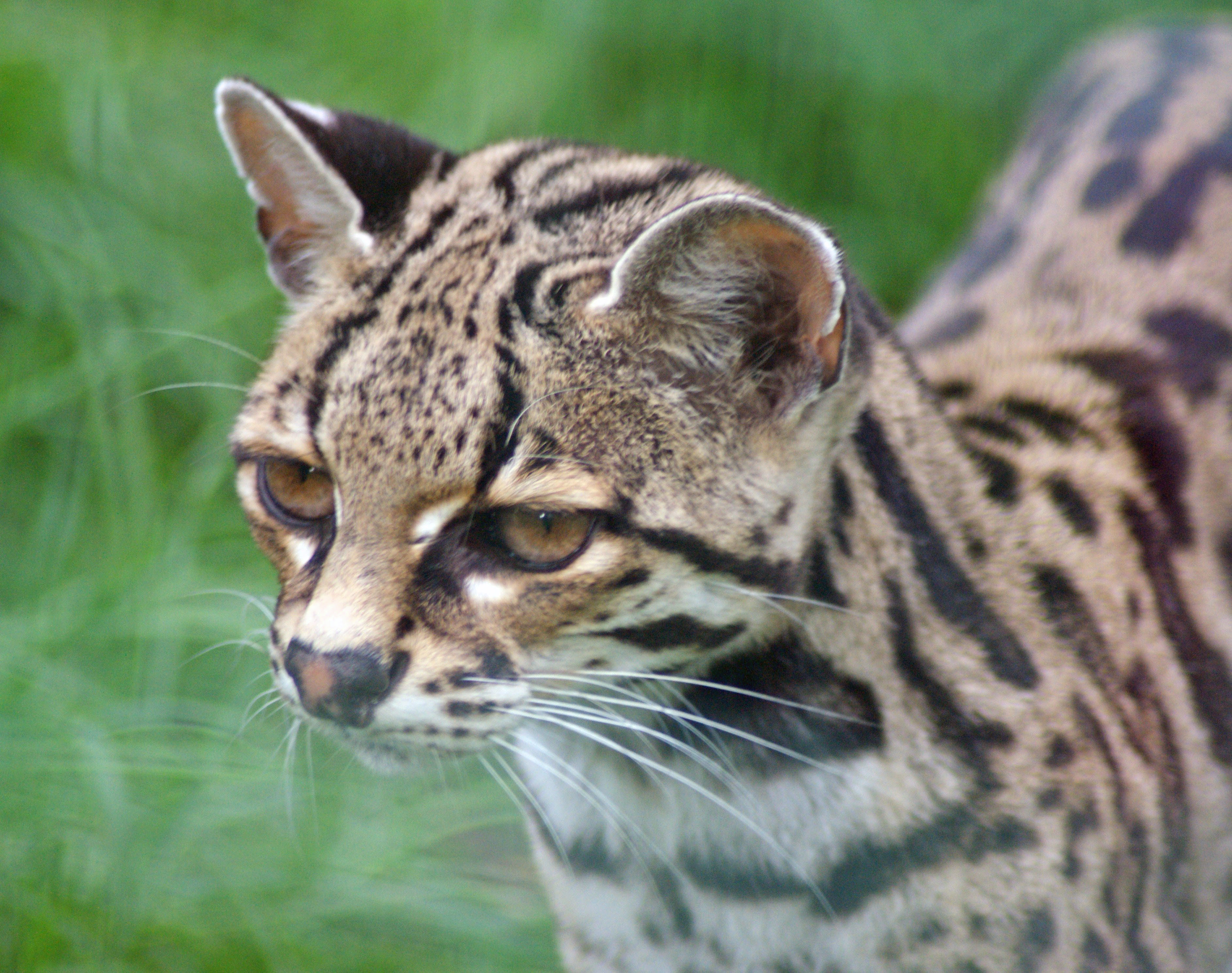 Margay (gato tigre)