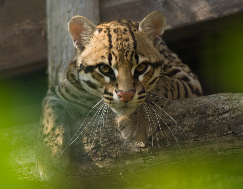 Ocelote