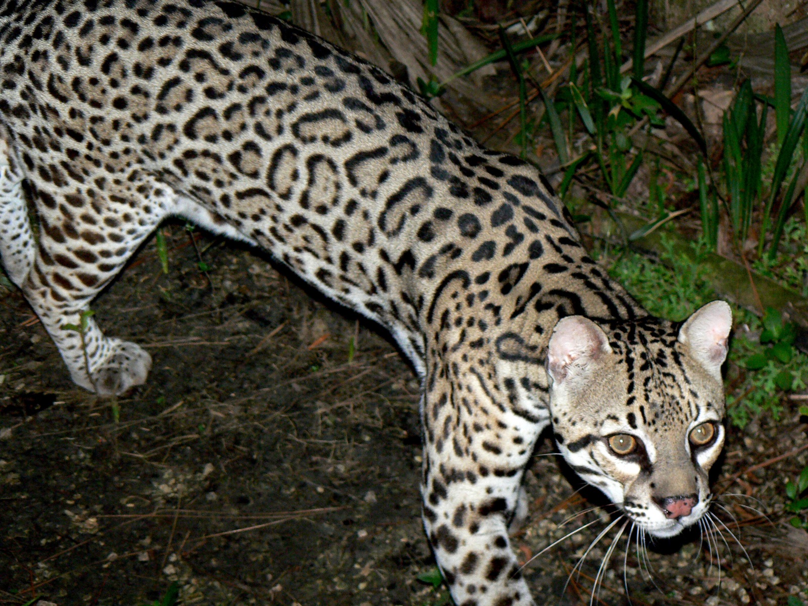Ocelote