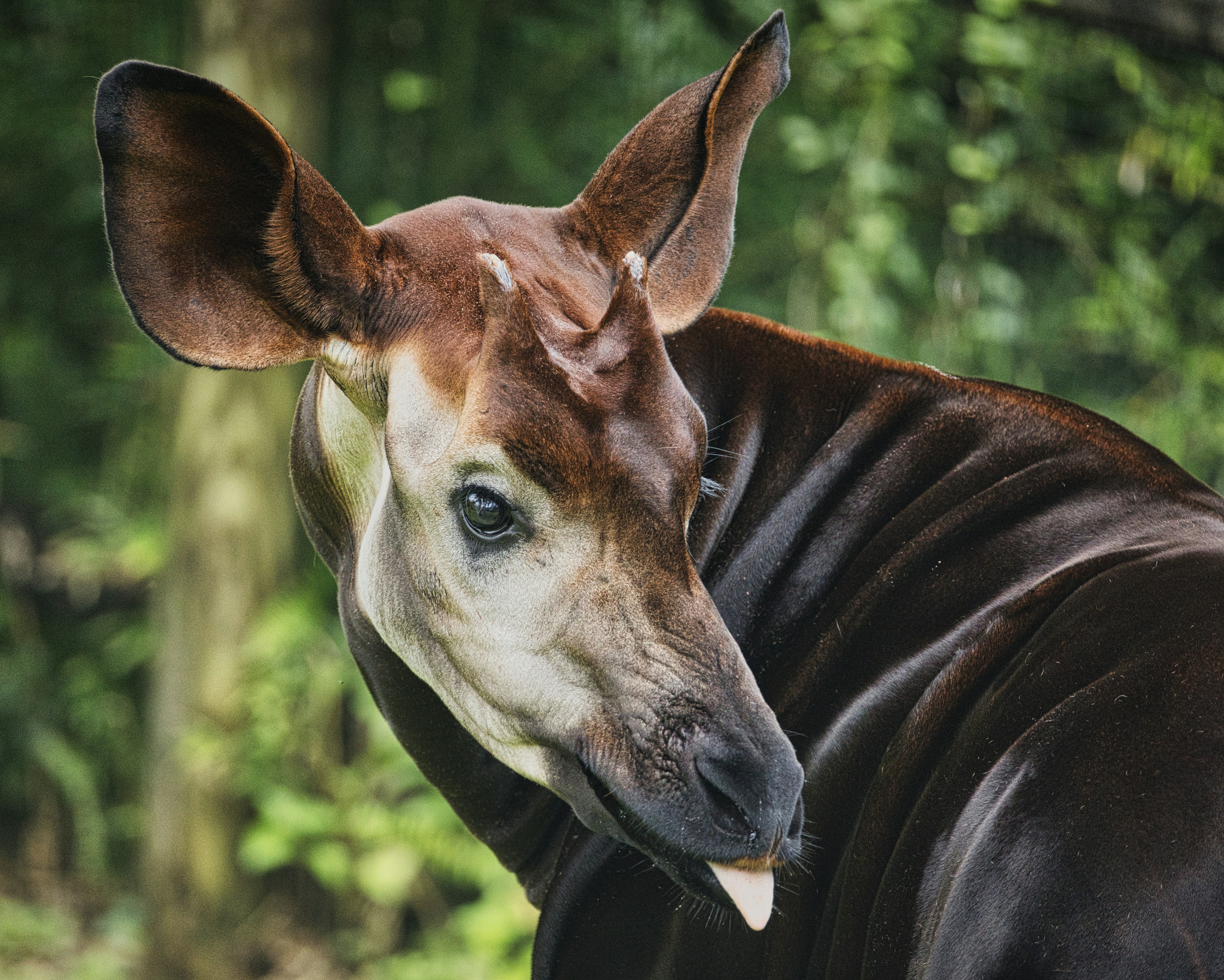 Okapi