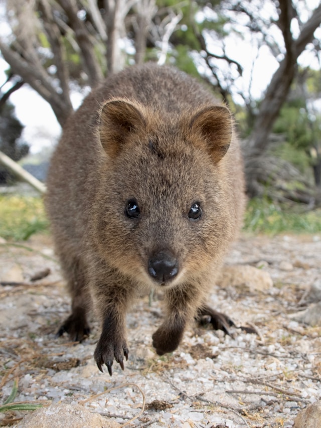 Quokka