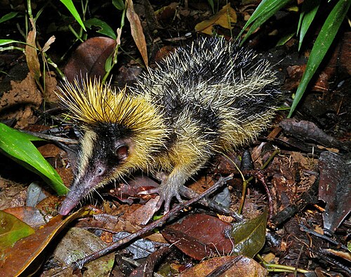 Tenrec rayado menor