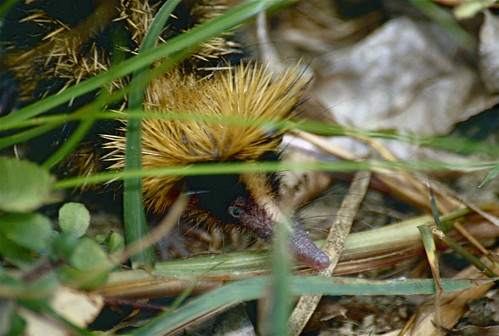 Tenrec rayado menor