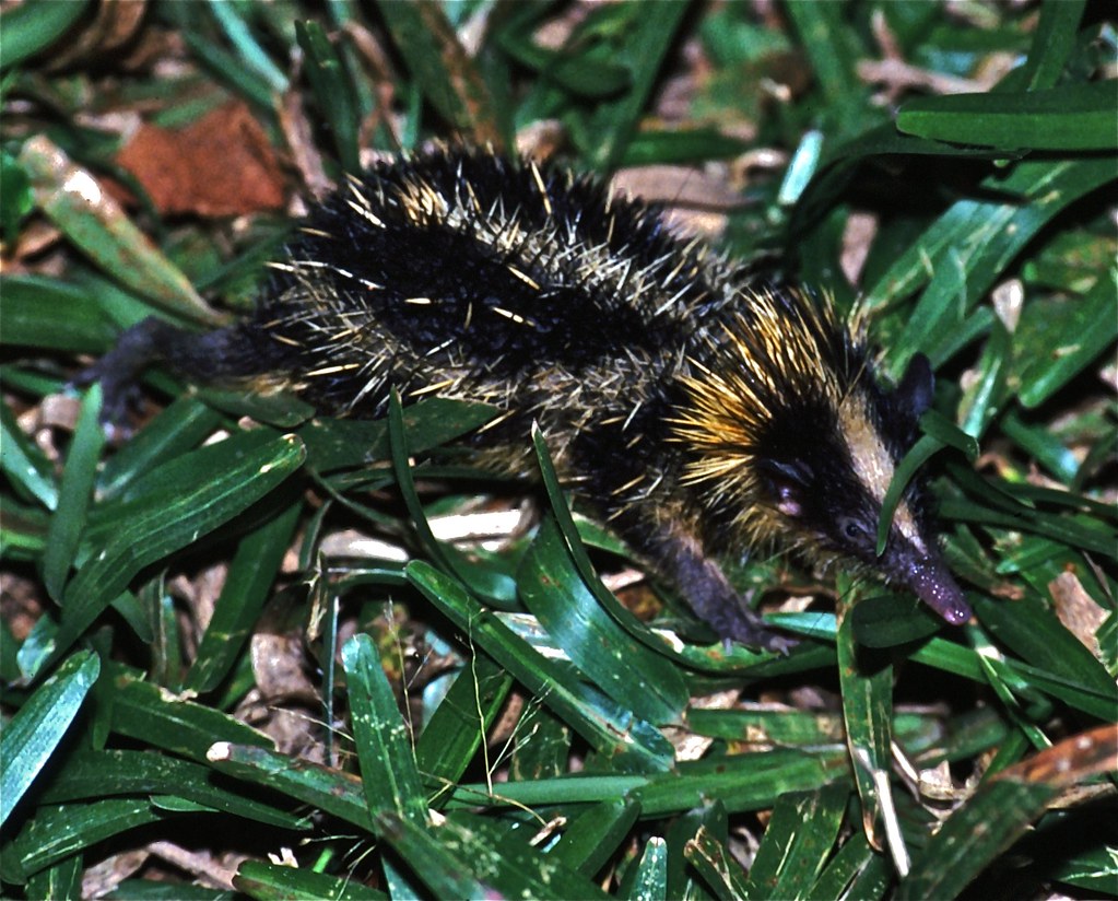Tenrec rayado menor