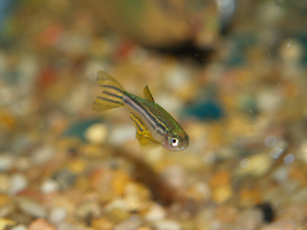 Pez cebra (Zebra danio)