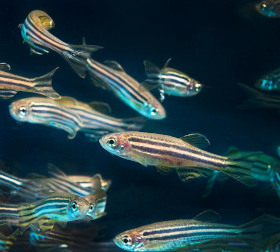 Pez cebra (Zebra danio)