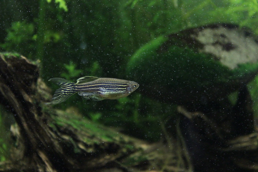 Pez cebra (Zebra danio)