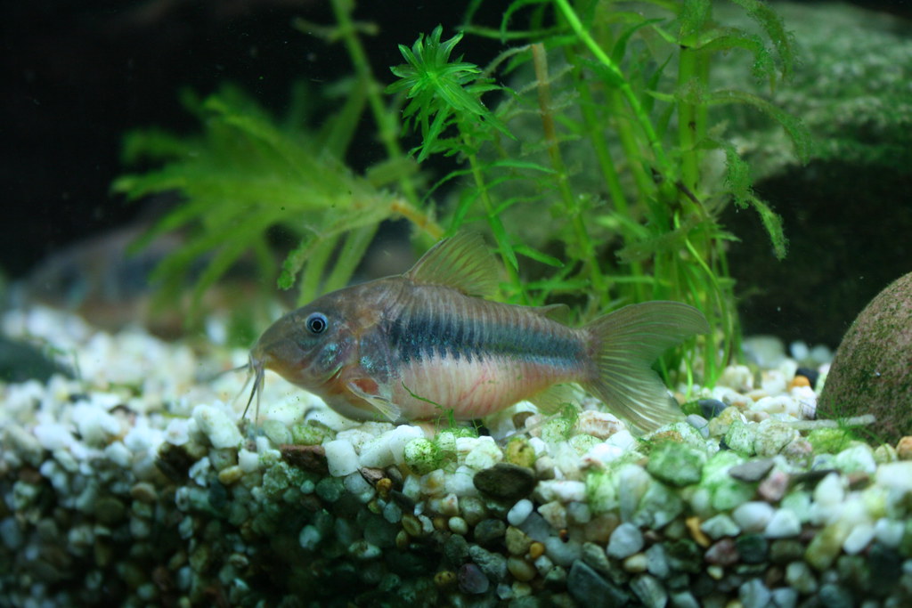 Corydoras (coridora)