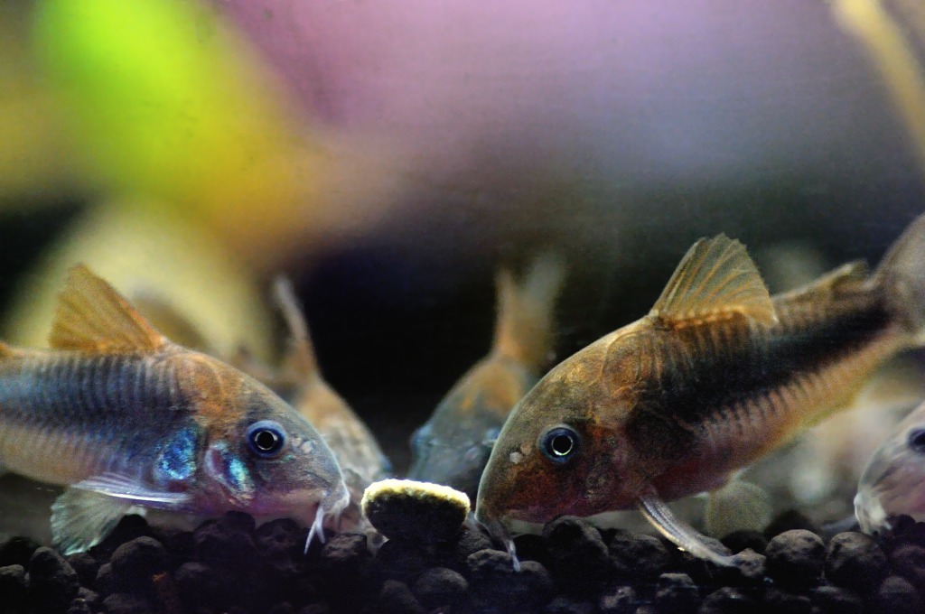 Corydoras (coridora)