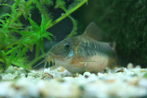 Corydoras (coridora)