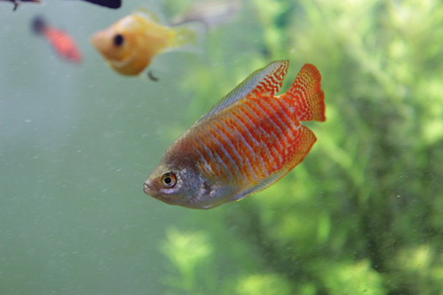 Gourami enano