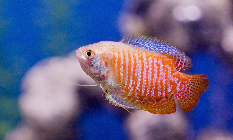 Gourami enano