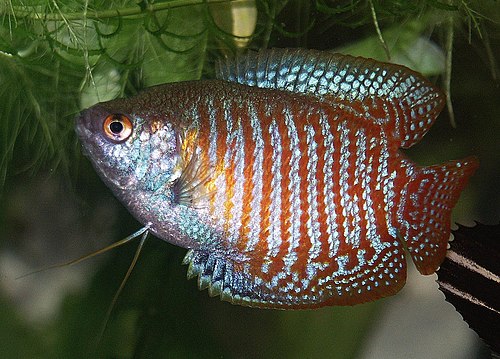 Gourami enano
