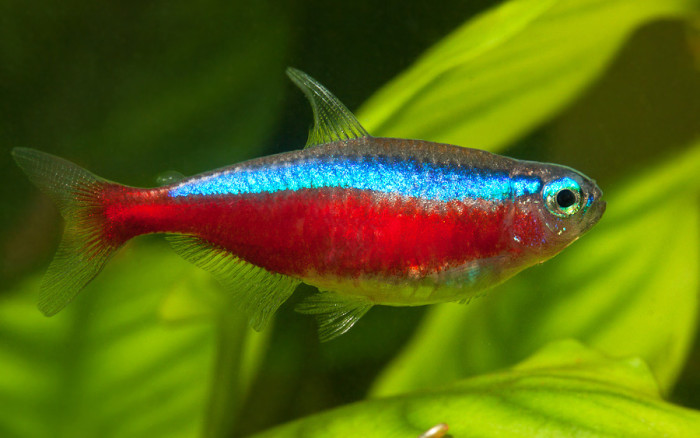 Neón (Neon tetra)