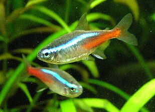 Neón (Neon tetra)