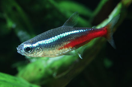 Neón (Neon tetra)