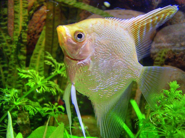 Pez ángel de agua dulce (Escalar)